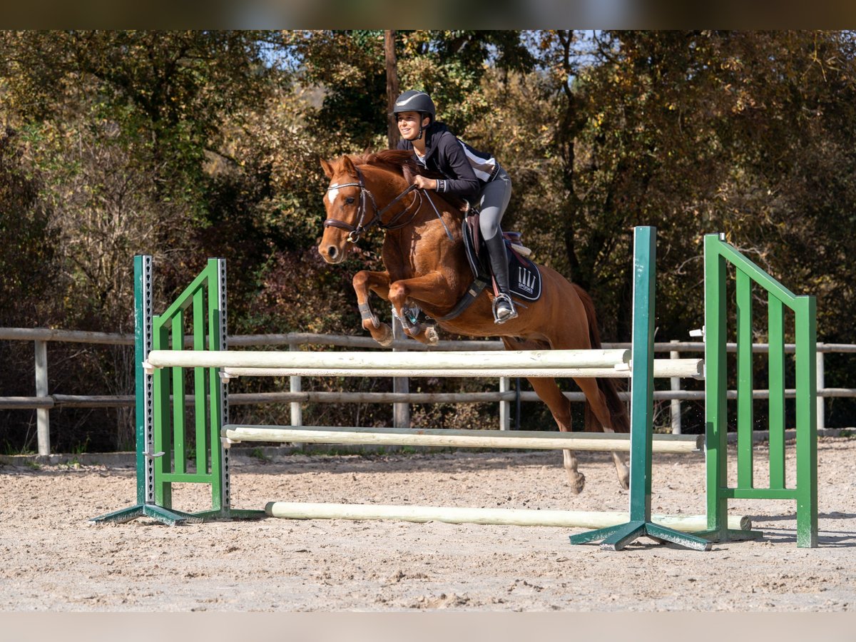 Pony Belga Castrone 4 Anni 137 cm Sauro in Barcelona