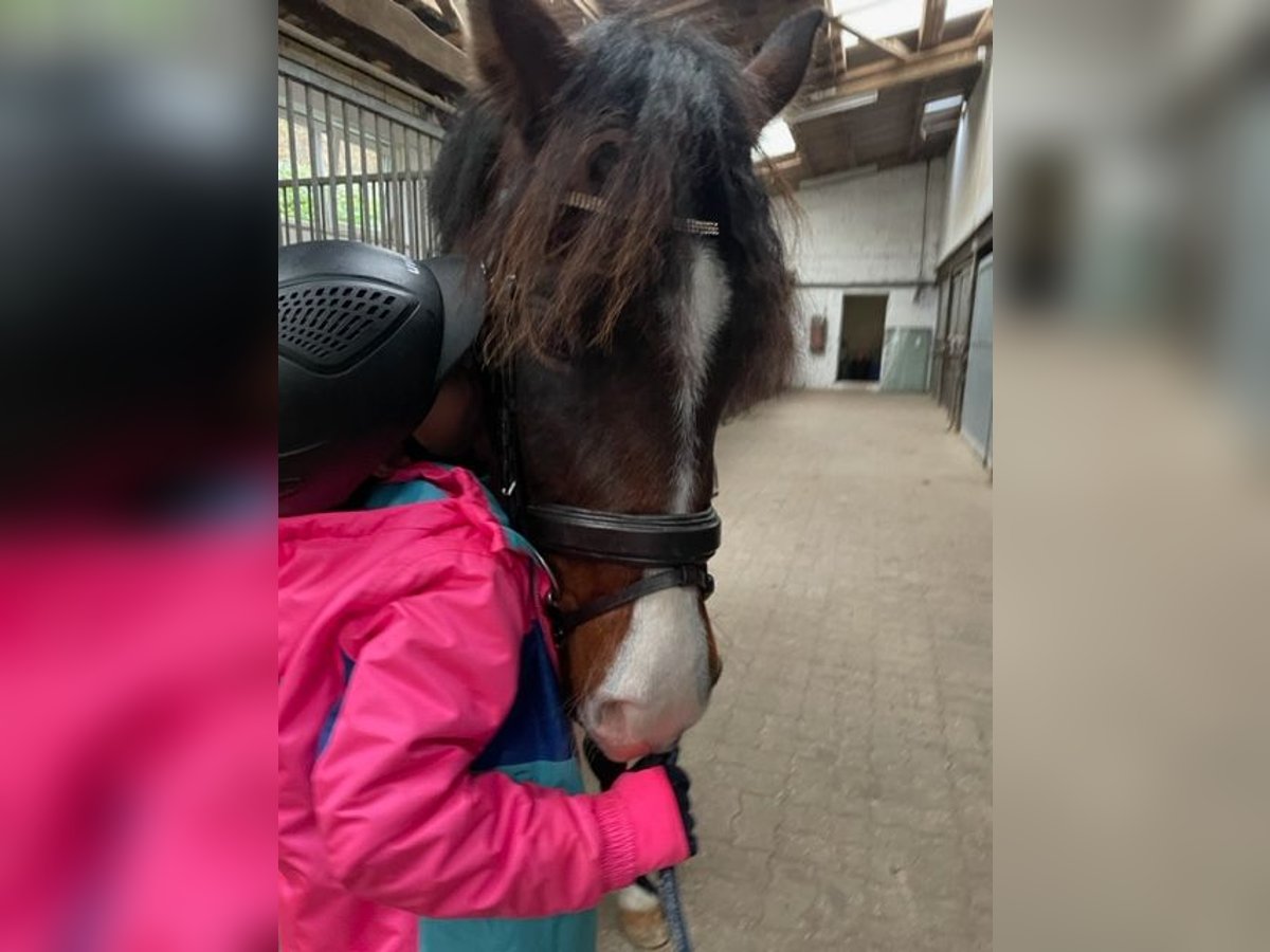 Pony Belga Castrone 4 Anni 148 cm Baio in V&#xF6;hl