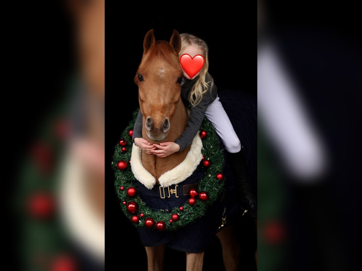 Pony Belga Giumenta 13 Anni 131 cm Sauro scuro in Uedem