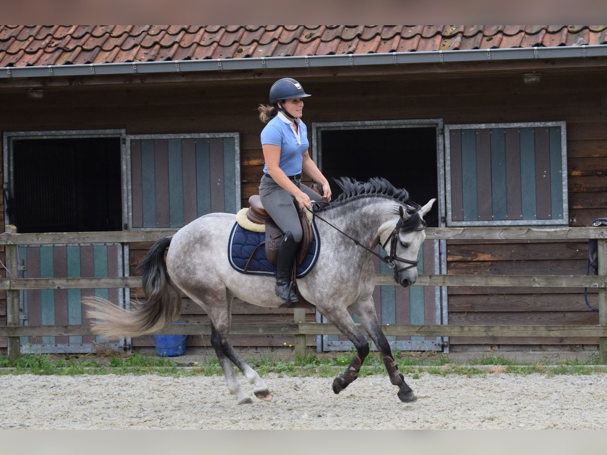 Pony Belga Giumenta 5 Anni 141 cm Grigio in Baal