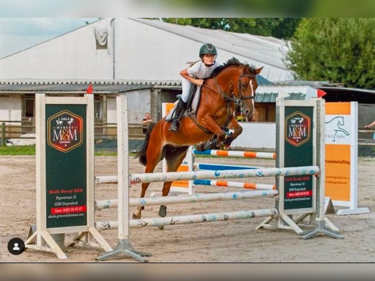 Pony Belga Giumenta 8 Anni 146 cm Baio in Stokrooie