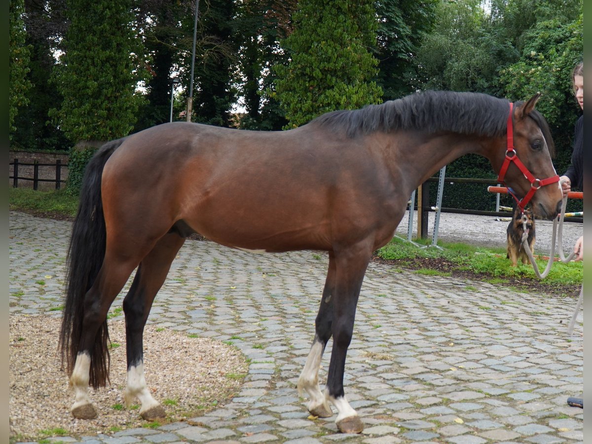 Pony belga Semental 4 años 144 cm Castaño in Herzele