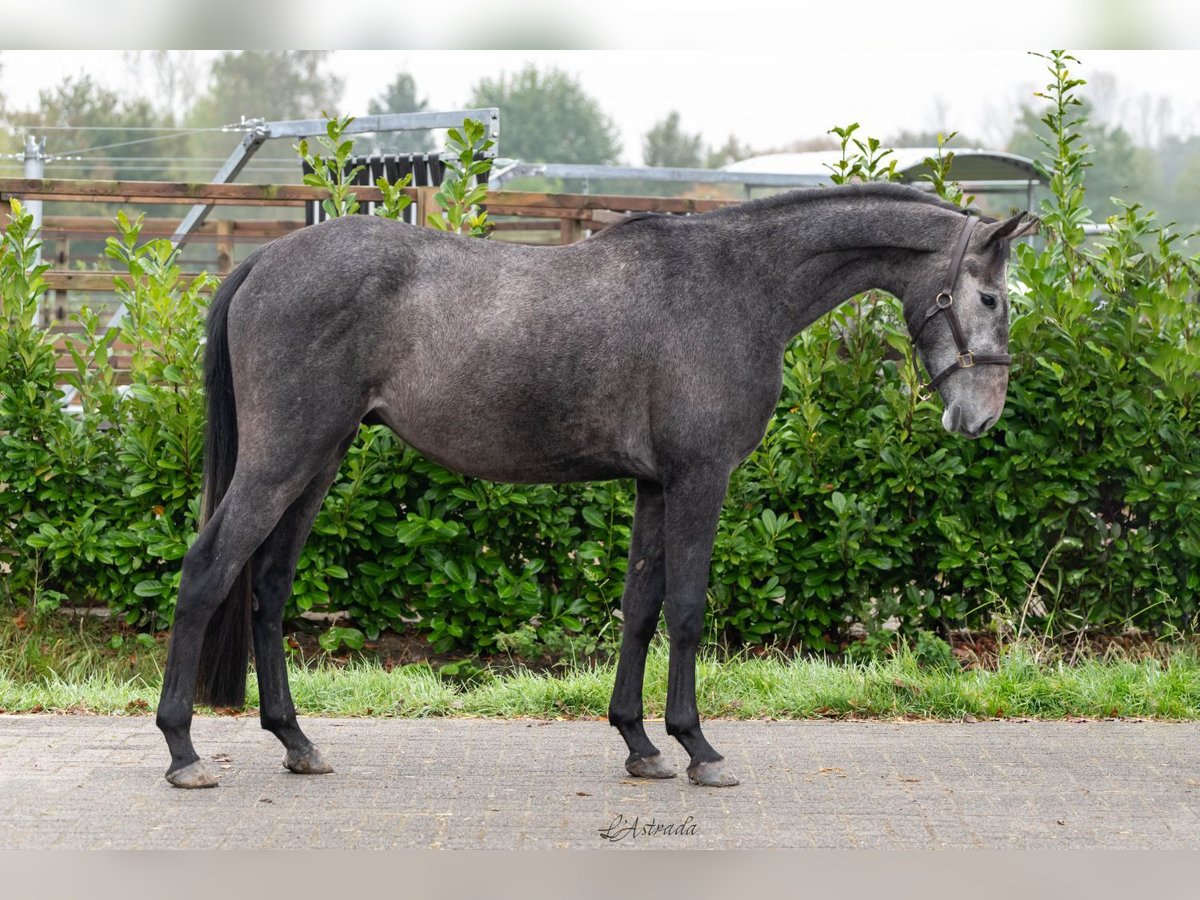 Pony Ceco Sportivo Castrone 3 Anni Grigio in Bladel