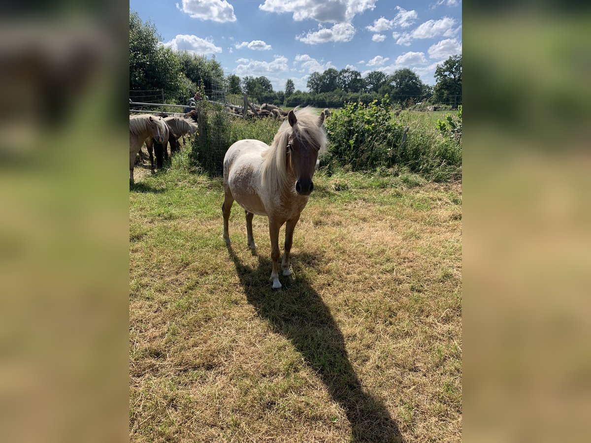 Pony classico tedesco Giumenta 3 Anni 113 cm in Krummesse
