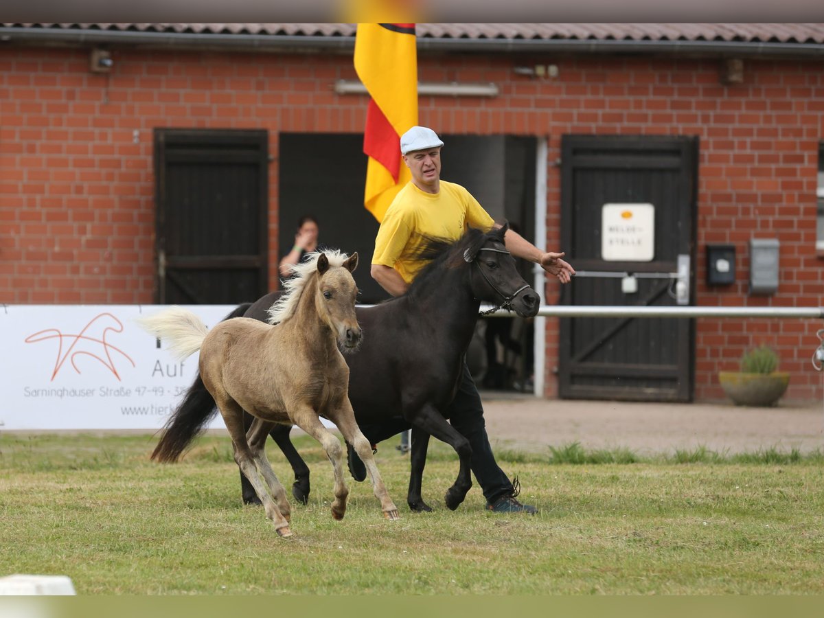 Pony classico tedesco Stallone 1 Anno 110 cm Sauro scuro in Osterode am Harz