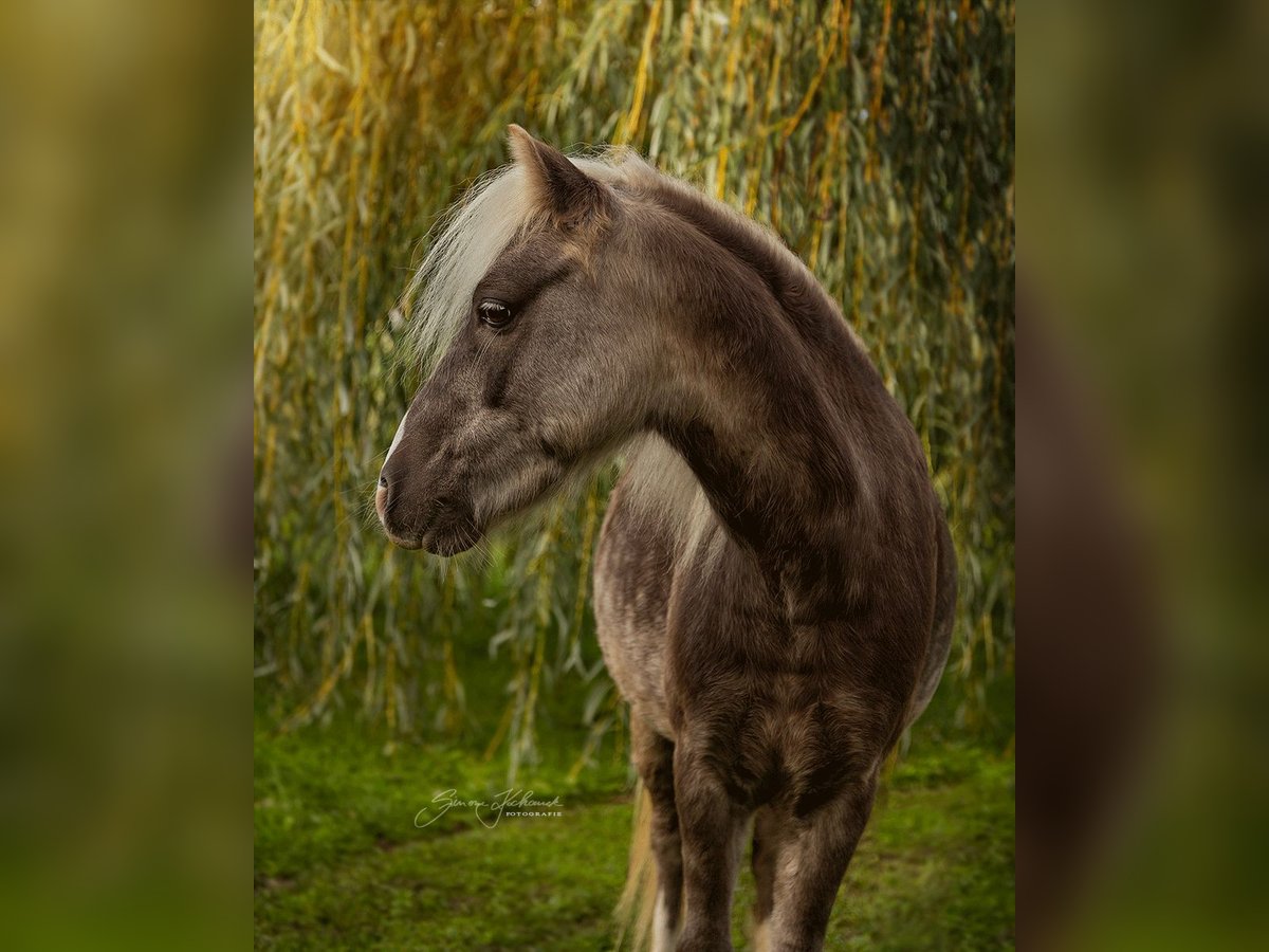 Pony classico tedesco Stallone 7 Anni 108 cm in Oberderdingen
