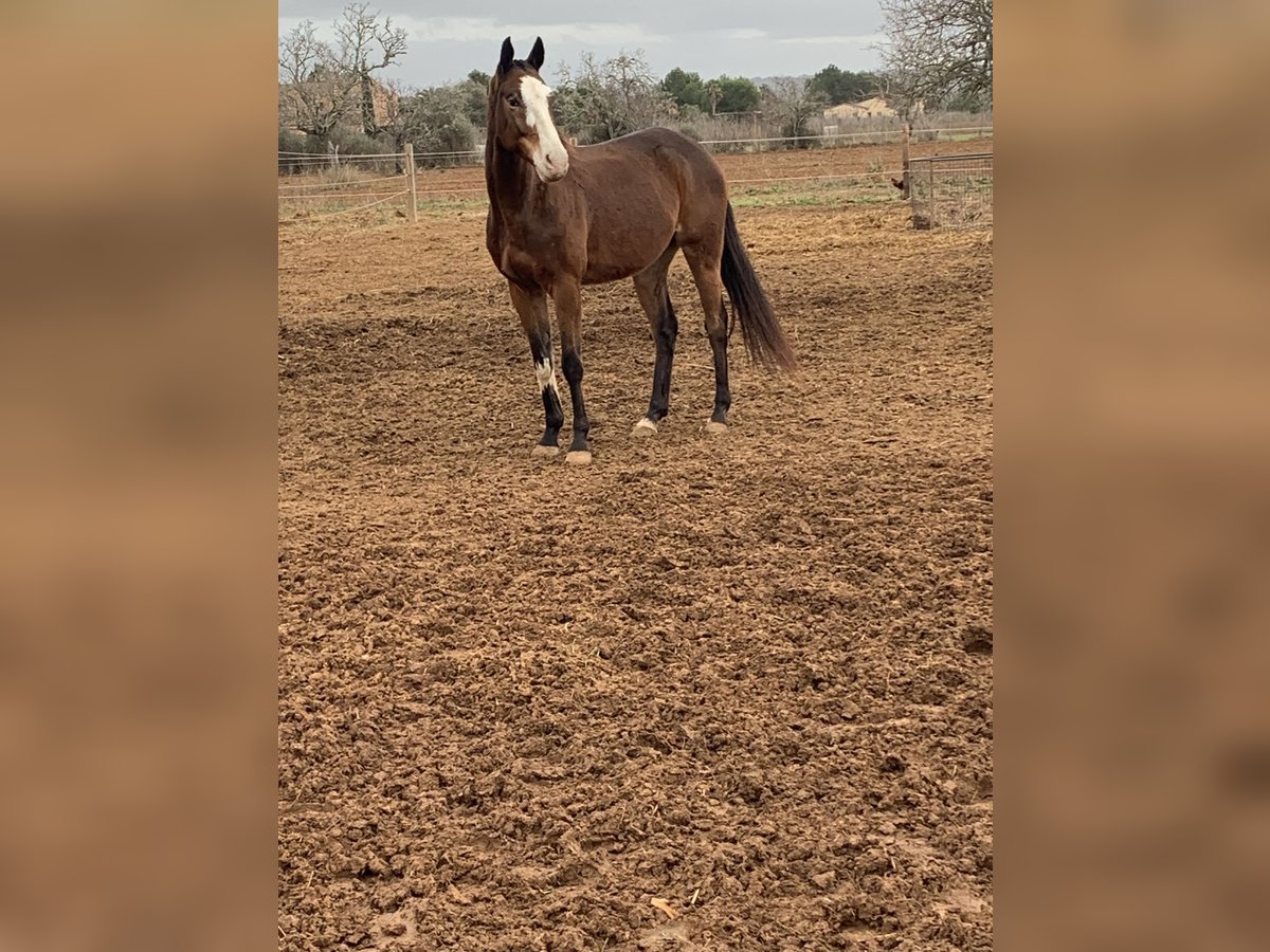 Pony da polo Mix Castrone 7 Anni 167 cm Baio ciliegia in Campos