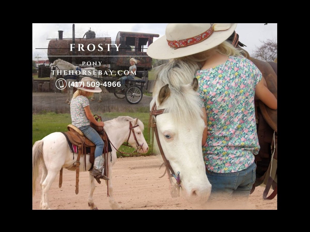 Pony de las Américas Caballo castrado 11 años 94 cm in Antlers, OK