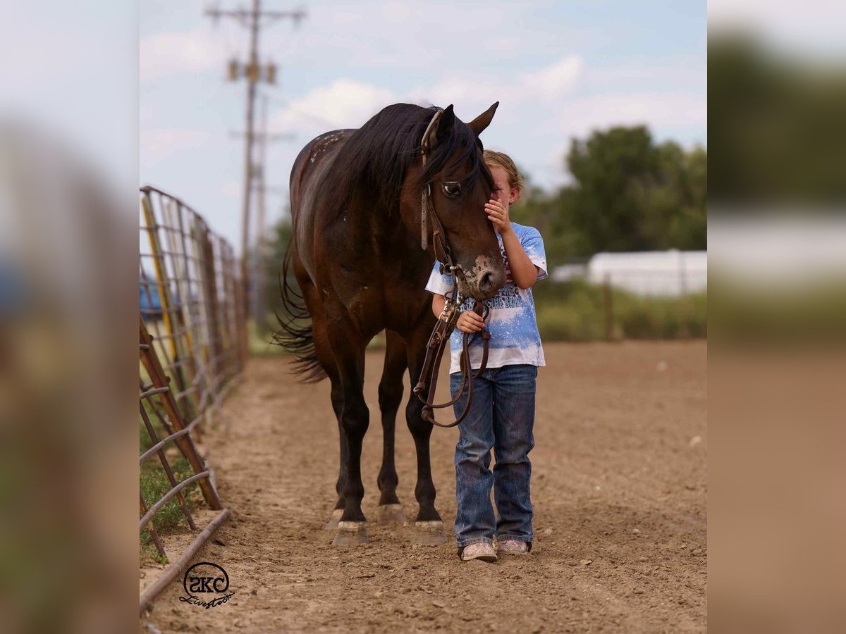 Pony de las Américas Caballo castrado 13 años 132 cm in Canyon, TX