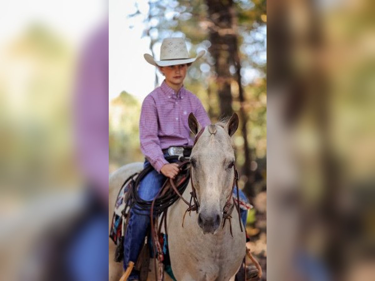 Pony de las Américas Caballo castrado 13 años in Los Angeles