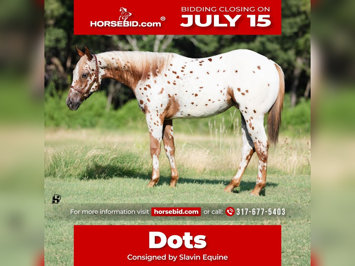 Pony de las Américas Caballo castrado 1 año 130 cm Alazán-tostado in Whitesboro, TX