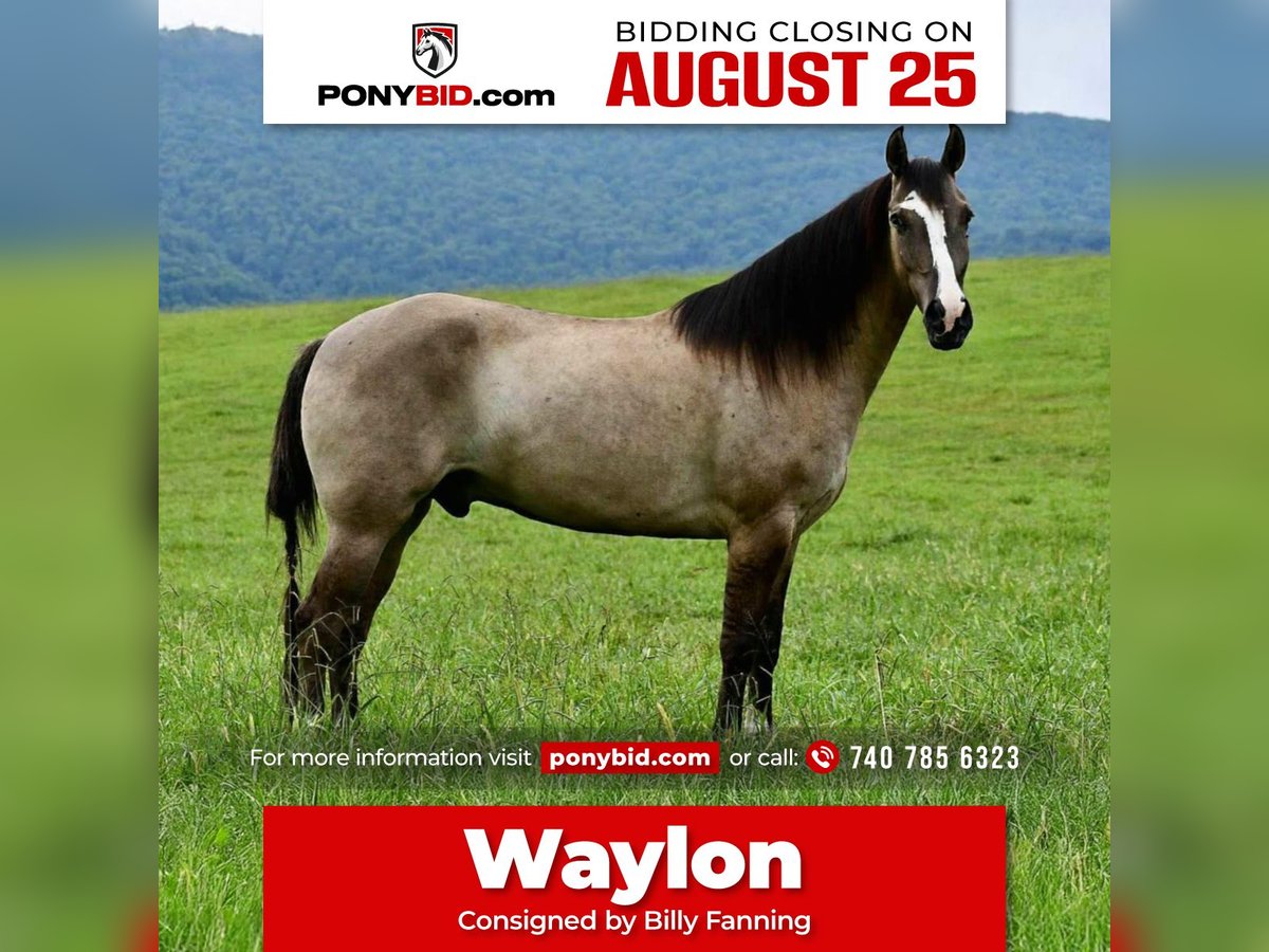 Pony de las Américas Caballo castrado 4 años 137 cm Castaño rojizo in Lowgap