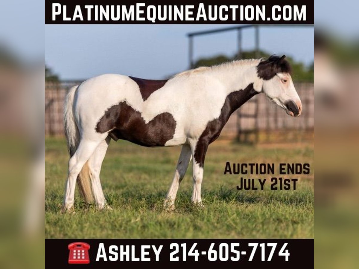 Pony de las Américas Caballo castrado 5 años 109 cm Tobiano-todas las-capas in Weatherford TX