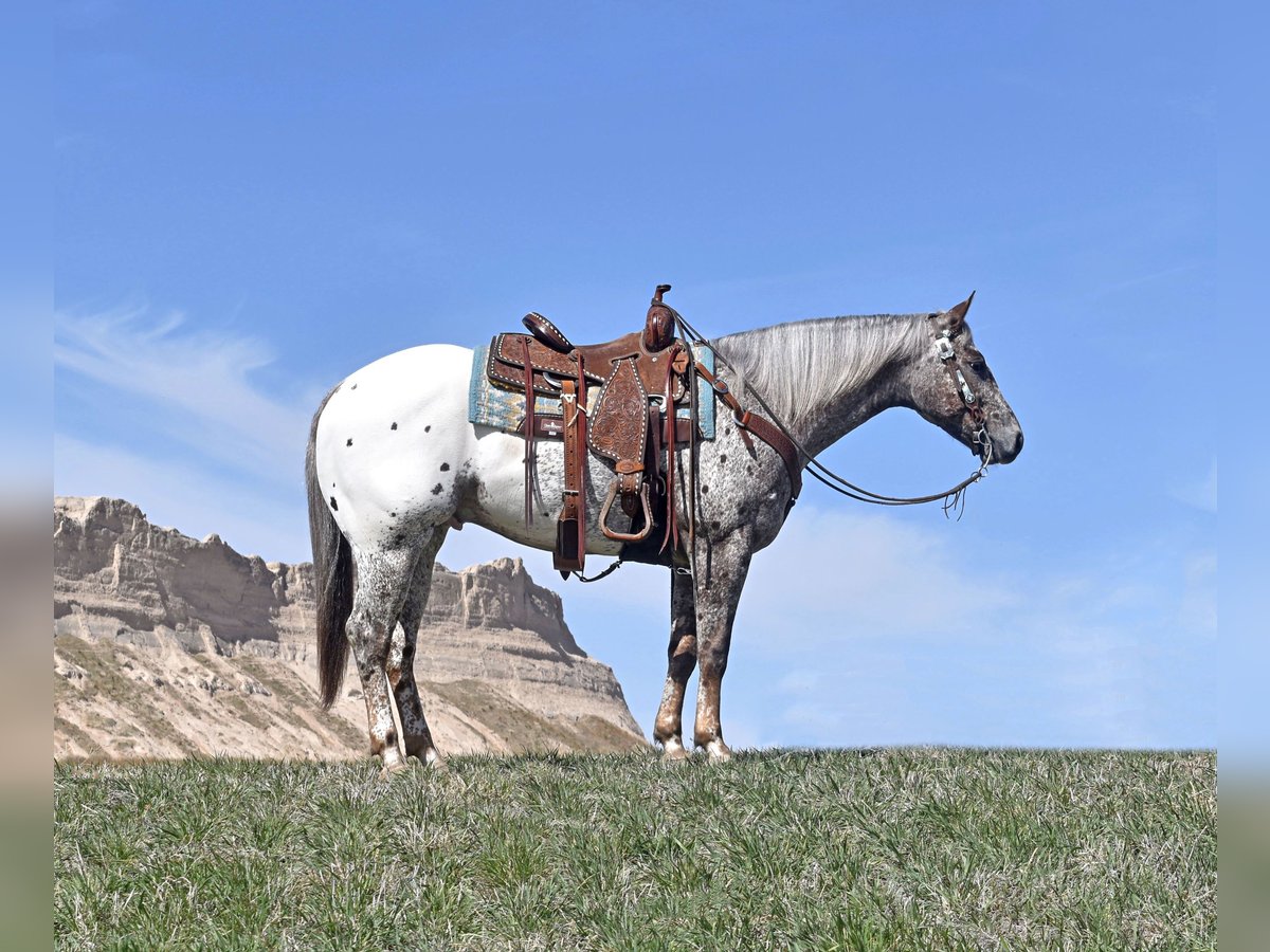 Pony de las Américas Caballo castrado 5 años 145 cm Atigrado/Moteado in Bayard, Nebraska