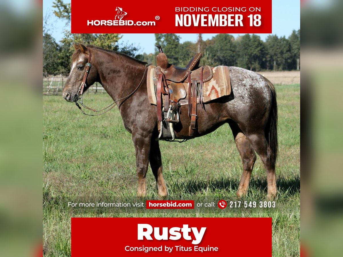 Pony de las Américas Caballo castrado 6 años 142 cm Ruano alazán in Charleston, IL