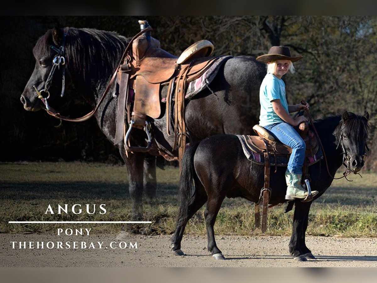 Pony de las Américas Caballo castrado 6 años 91 cm Negro in Antlers, OK