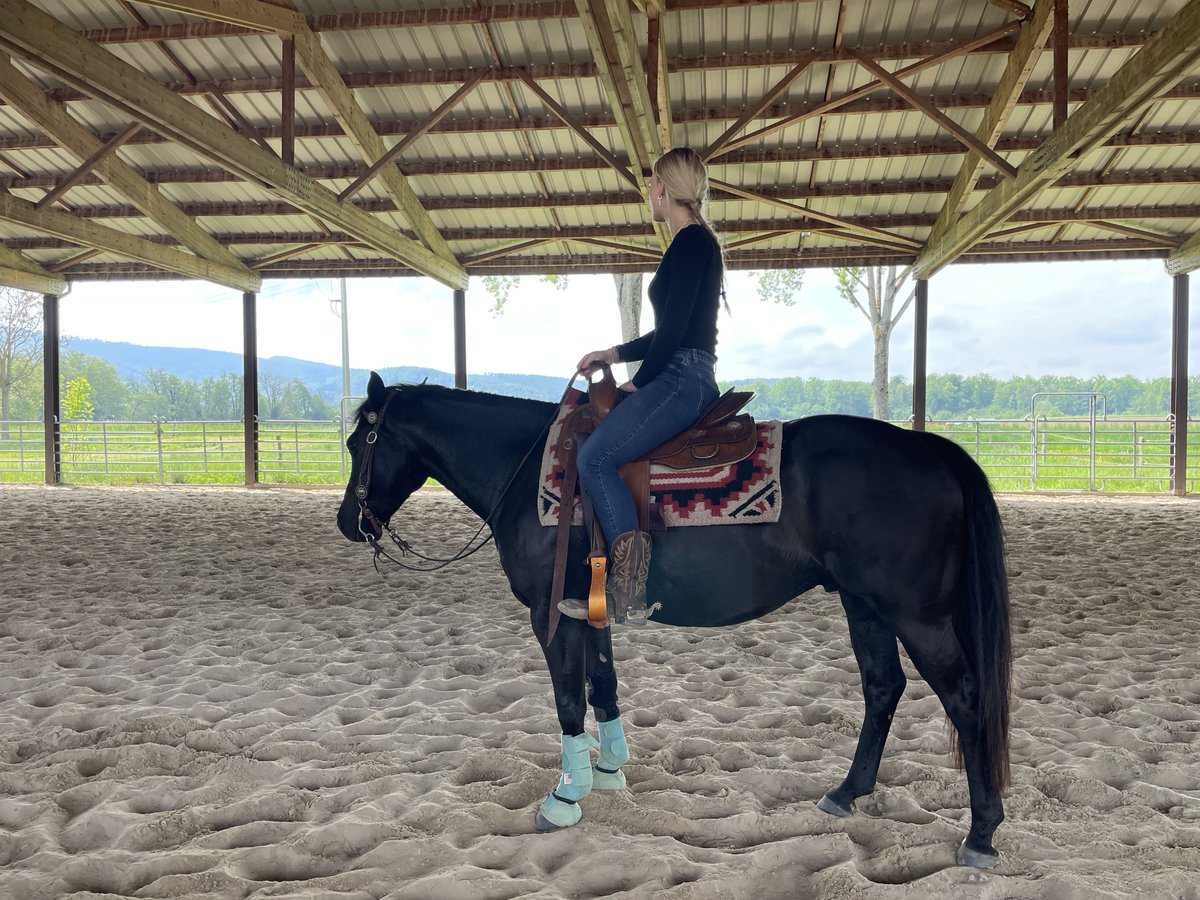 Pony de las Américas Caballo castrado 7 años 142 cm Negro in Schopfheim