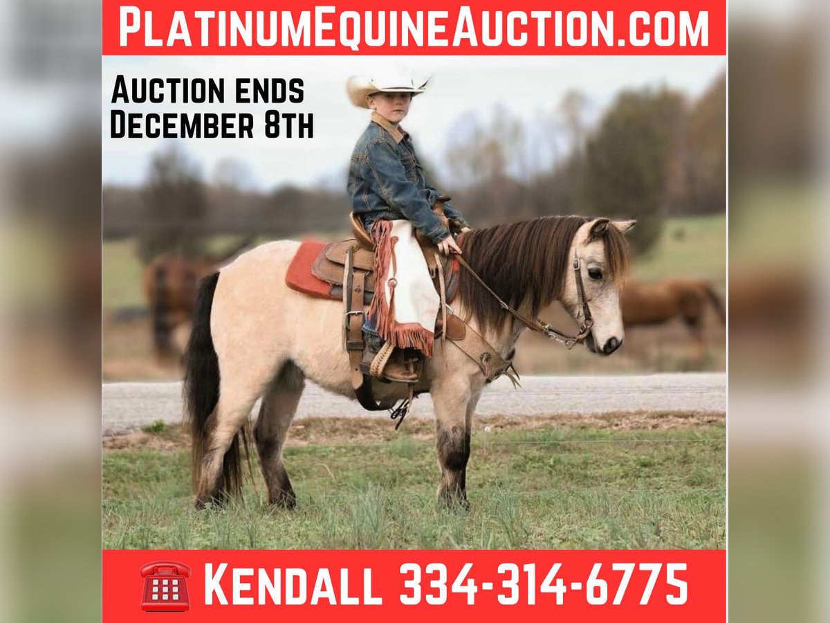 Pony de las Américas Caballo castrado 7 años Buckskin/Bayo in Huntland Tn