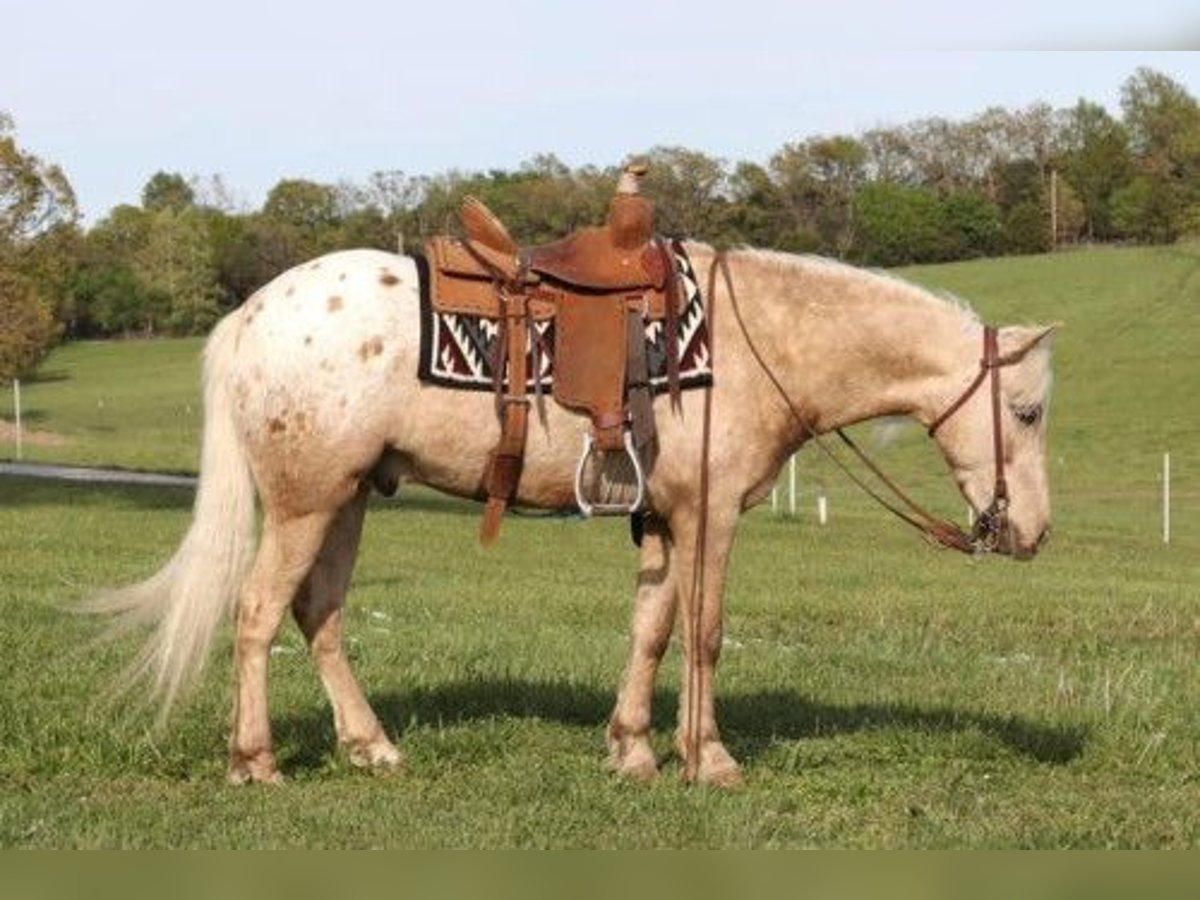 Pony de las Américas Caballo castrado 7 años in Los Angeles