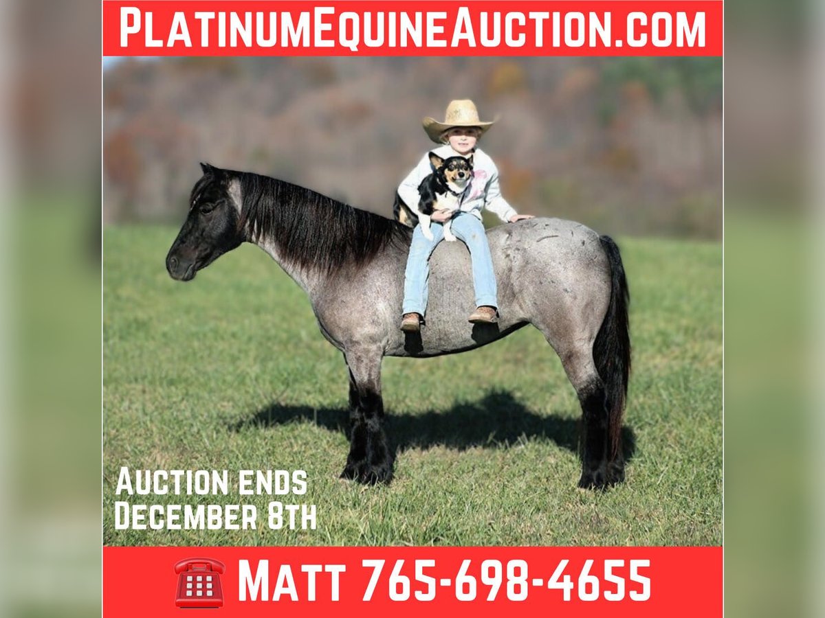 Pony de las Américas Caballo castrado 7 años Ruano azulado in Brodhead, KY