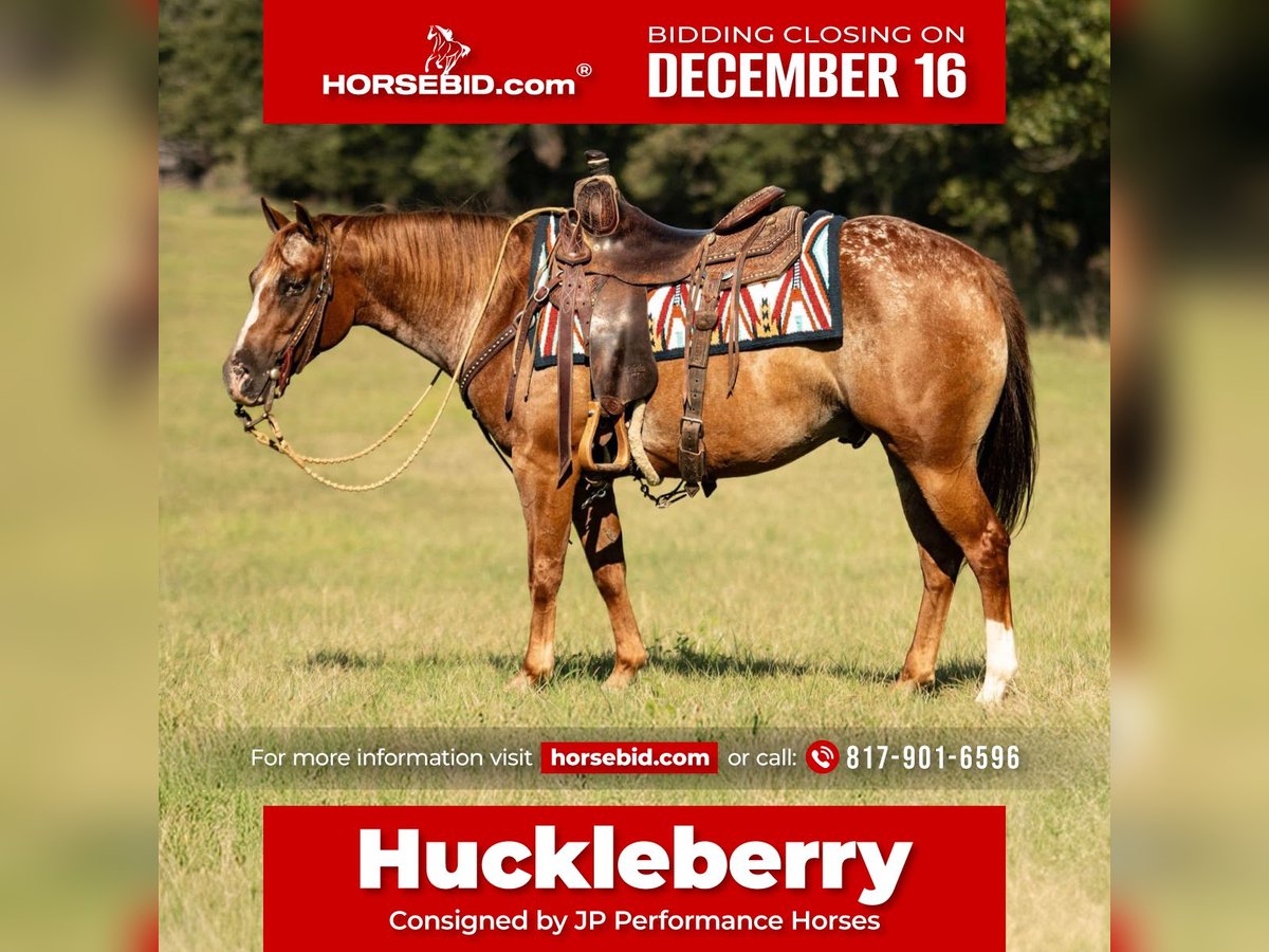 Pony de las Américas Caballo castrado 8 años 137 cm Alazán-tostado in Weatherford