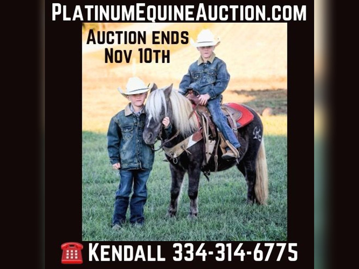 Pony de las Américas Caballo castrado 8 años 94 cm in Huntland TN