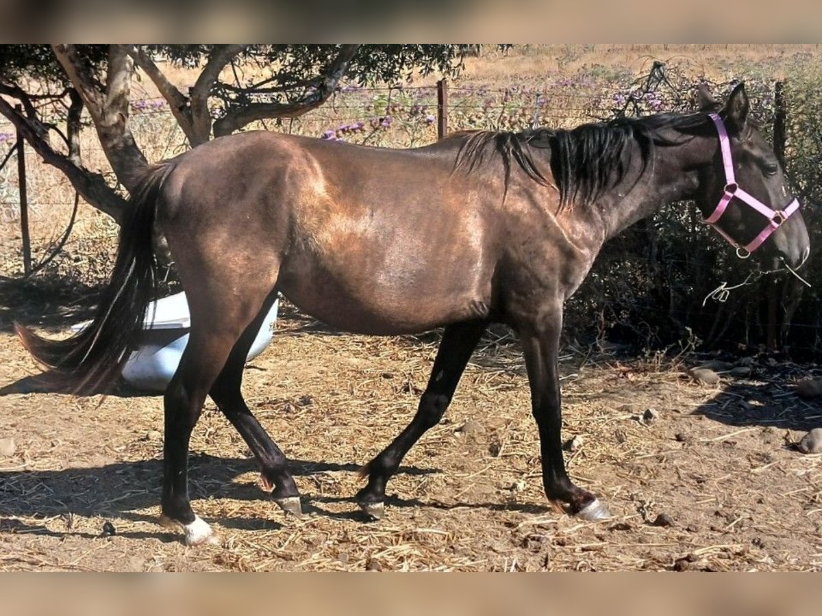 Pony de las Américas Mestizo Semental 2 años 157 cm Negro in Jimena de la Frontera