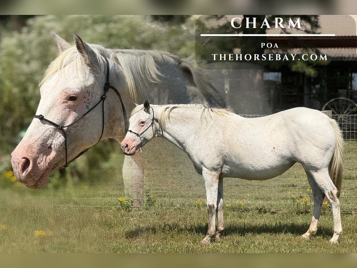 Pony de las Américas Yegua 12 años 145 cm White/Blanco in Rattan, OK