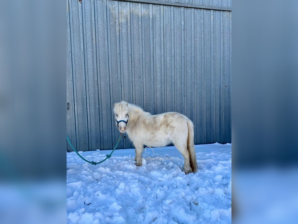 Pony de las Américas Yegua 7 años 99 cm White/Blanco in Republic, MO