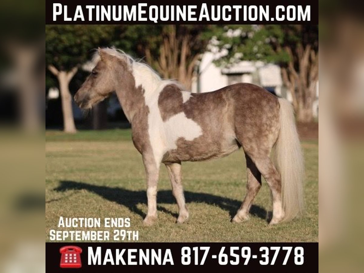 Pony delle Americhe Castrone 14 Anni 91 cm Pelle di daino in Stephenville TX