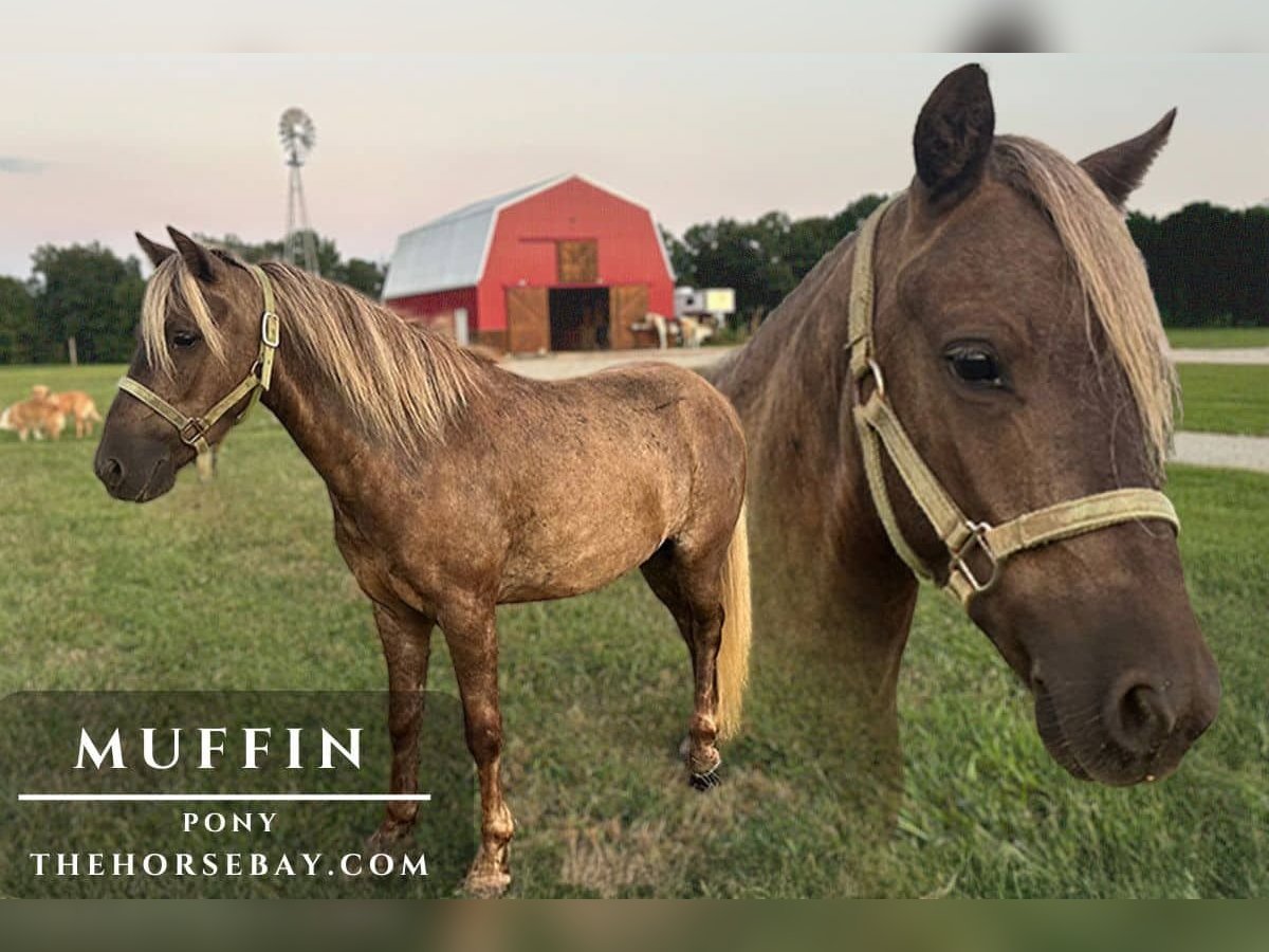 Pony delle Americhe Castrone 5 Anni 102 cm Baio in New Haven, KY