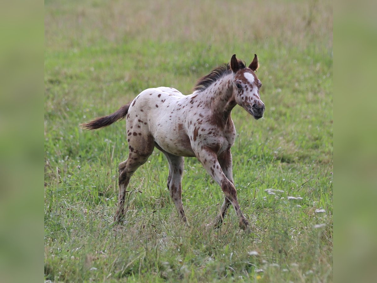 Pony delle Americhe Stallone Puledri
 (04/2024) 130 cm Leopard in Waldshut-Tiengen