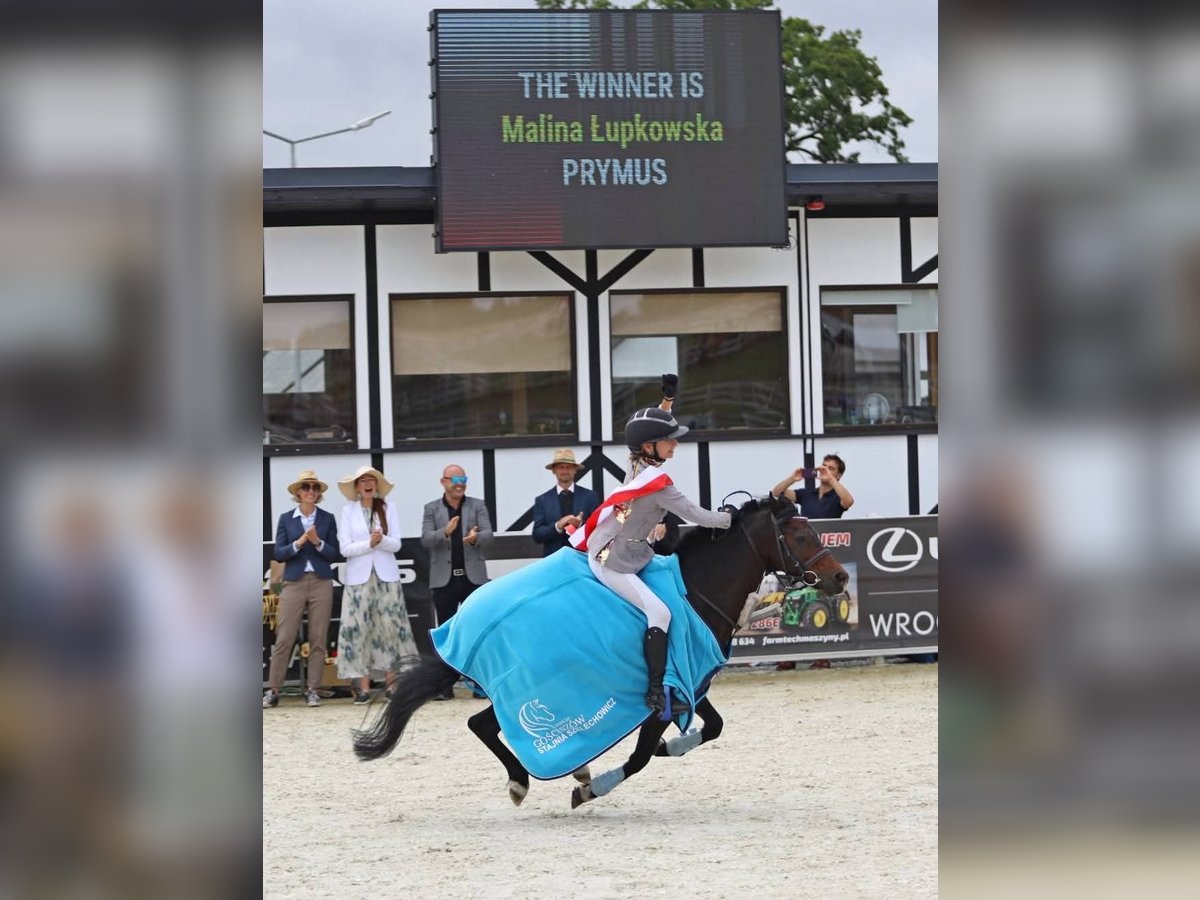 Pony Felinski Caballo castrado 8 años 128 cm Castaño in Stary W&#x119;gliniec