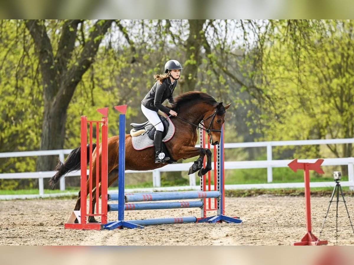 Pony Felinski Castrone 6 Anni 143 cm Baio in Świecie