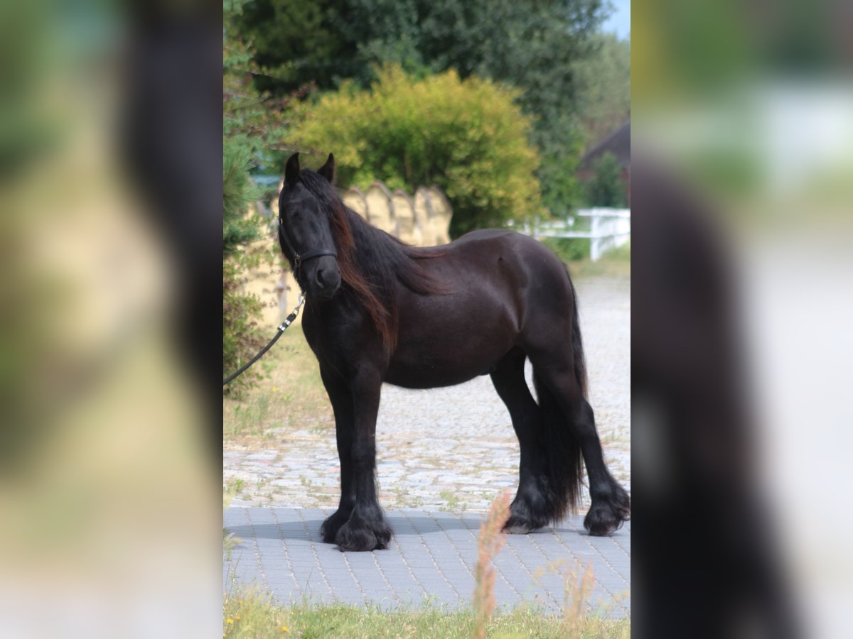 Pony Fell Castrone 2 Anni 138 cm Morello in Santok