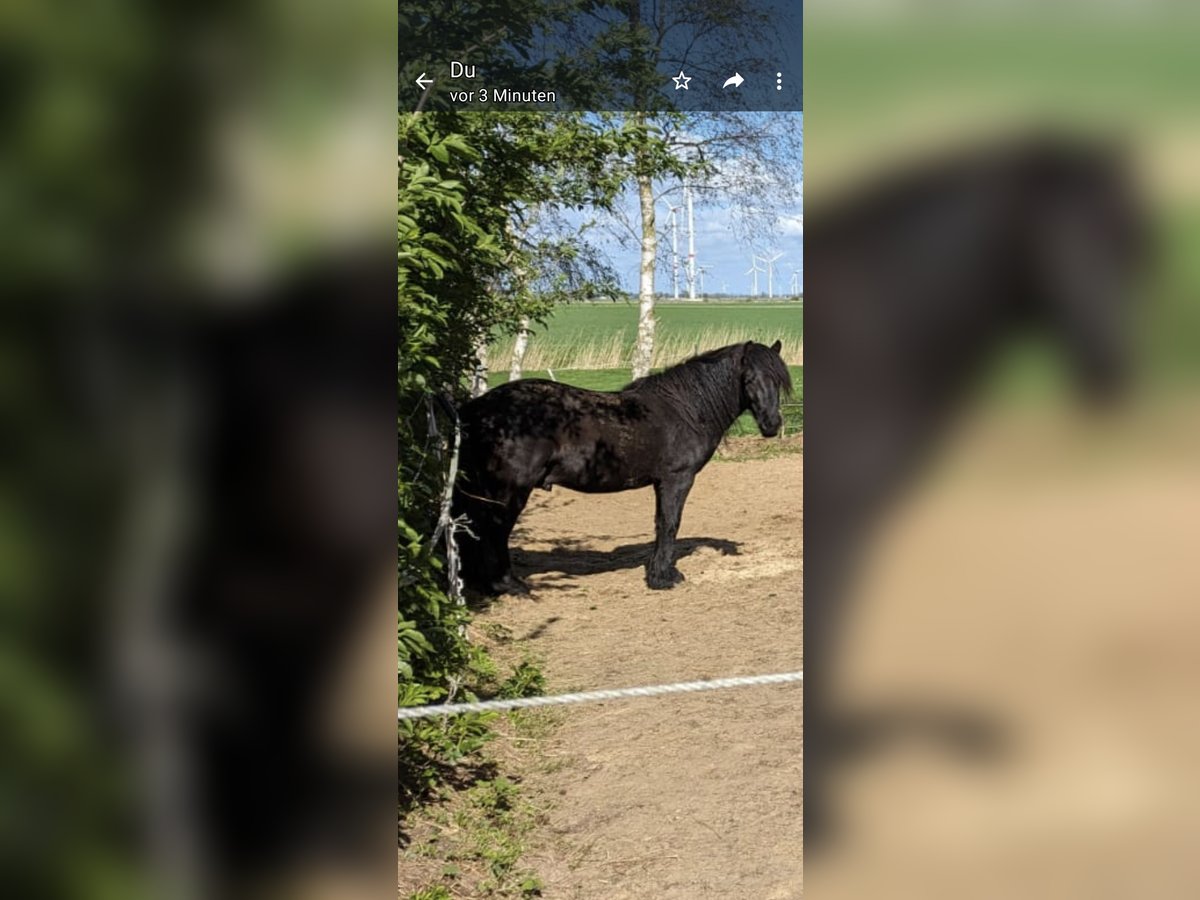 Pony Fell Castrone 3 Anni 130 cm Morello in Nortorf bei Wilster
