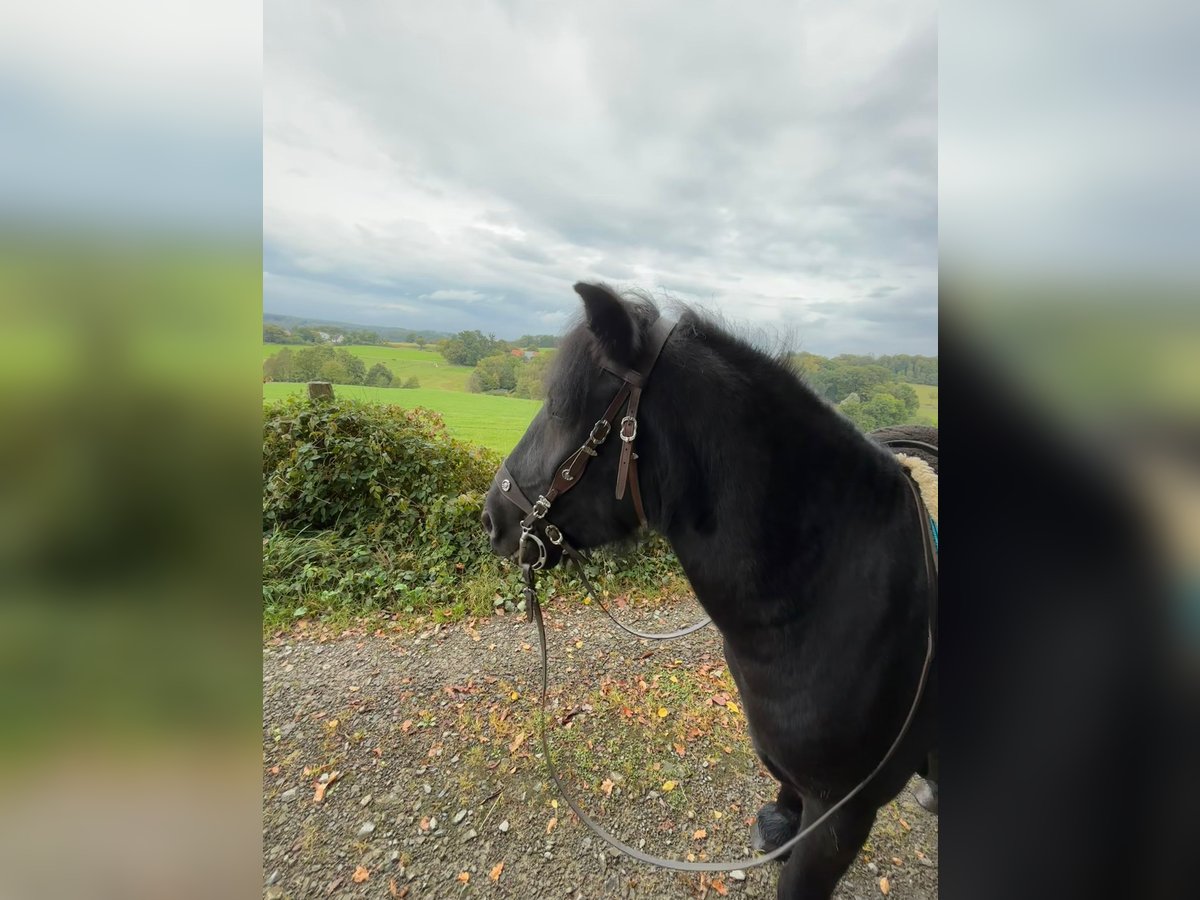 Pony Fell Castrone 9 Anni 143 cm Morello in Reichshof