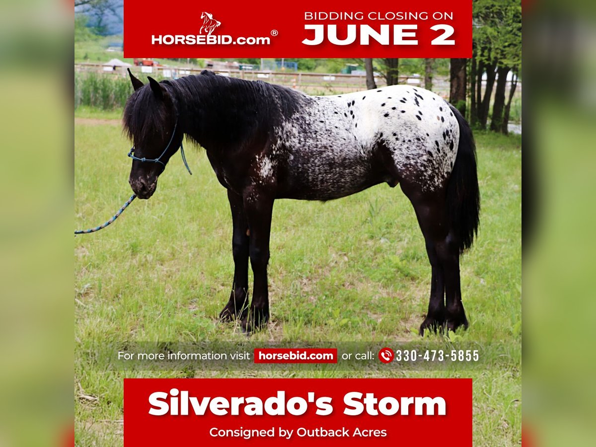 Pony Fell Mix Stallone  130 cm in Dundee, OH
