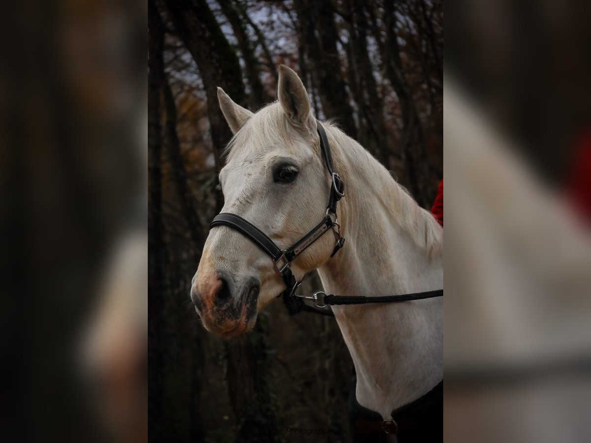 Pony francés de montar a caballo Caballo castrado 10 años 148 cm Tordo in DOUVAINE