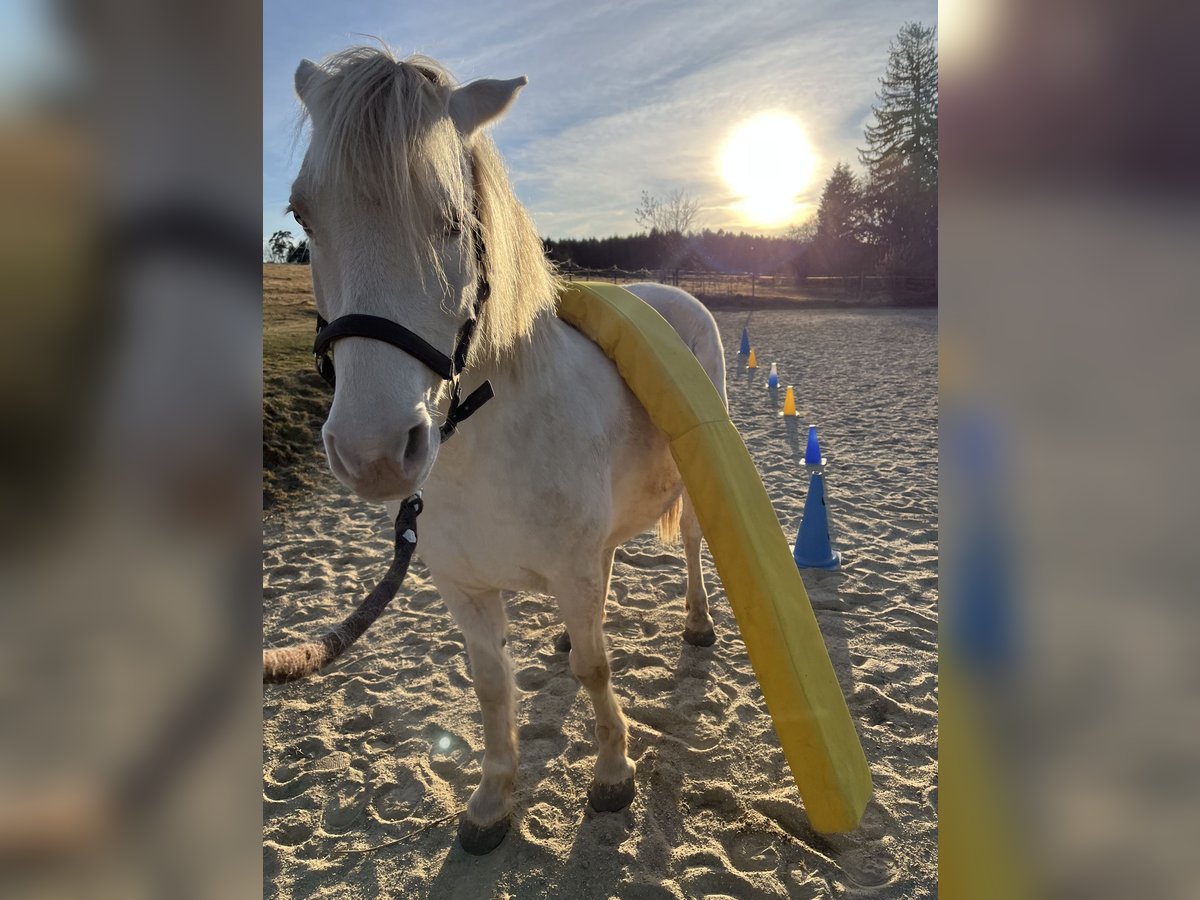 Pony francés de montar a caballo Caballo castrado 12 años 140 cm Champán in Sehnde
