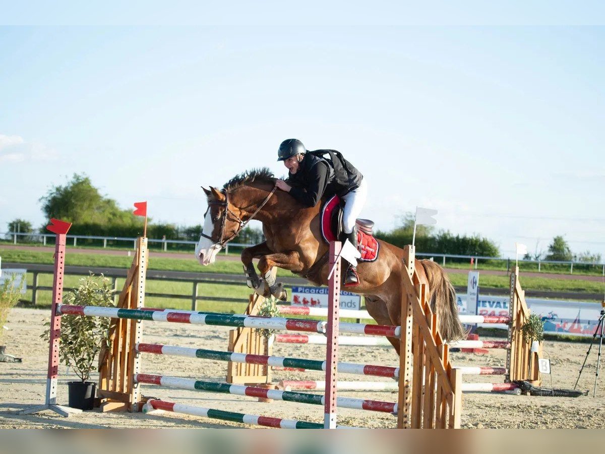 Pony francés de montar a caballo Caballo castrado 12 años 156 cm Alazán-tostado in Givonne