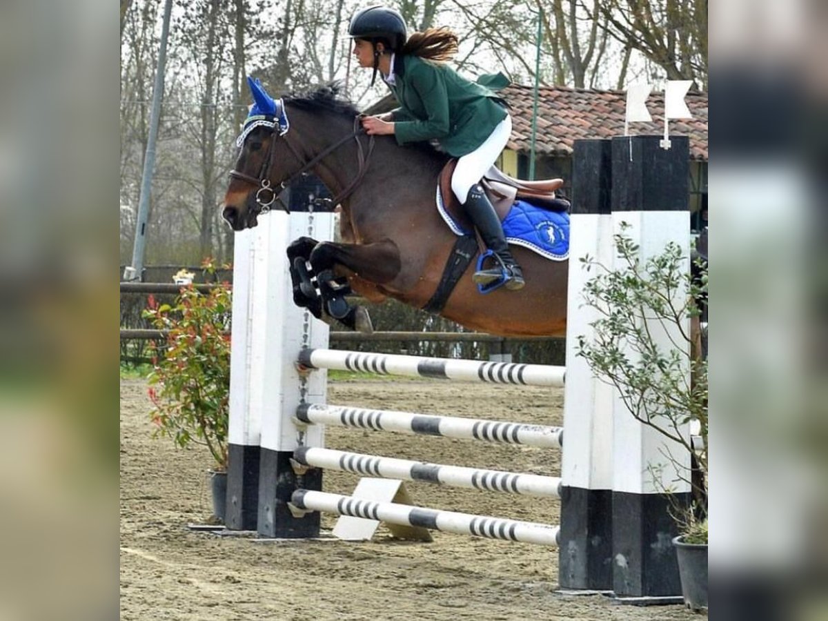 Pony francés de montar a caballo Caballo castrado 15 años 147 cm Castaño in Sannazzaro De&#39; Burgondi