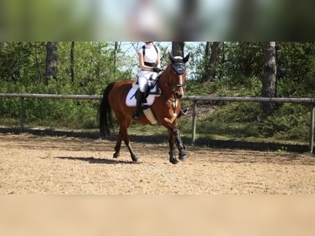 Pony francés de montar a caballo Caballo castrado 21 años 147 cm Castaño in Friedberg