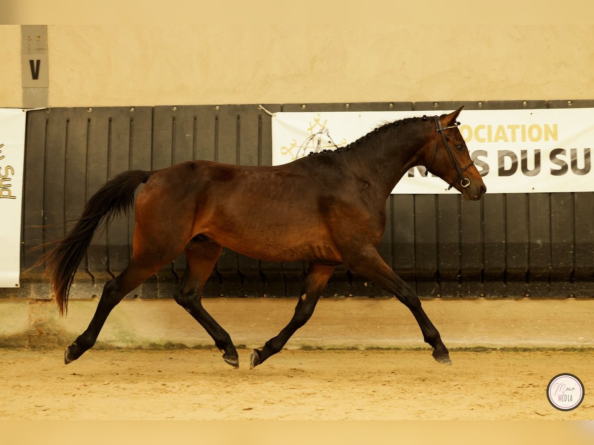 Pony francés de montar a caballo Caballo castrado 3 años 148 cm Castaño oscuro in Saint Hippolyte du Fort