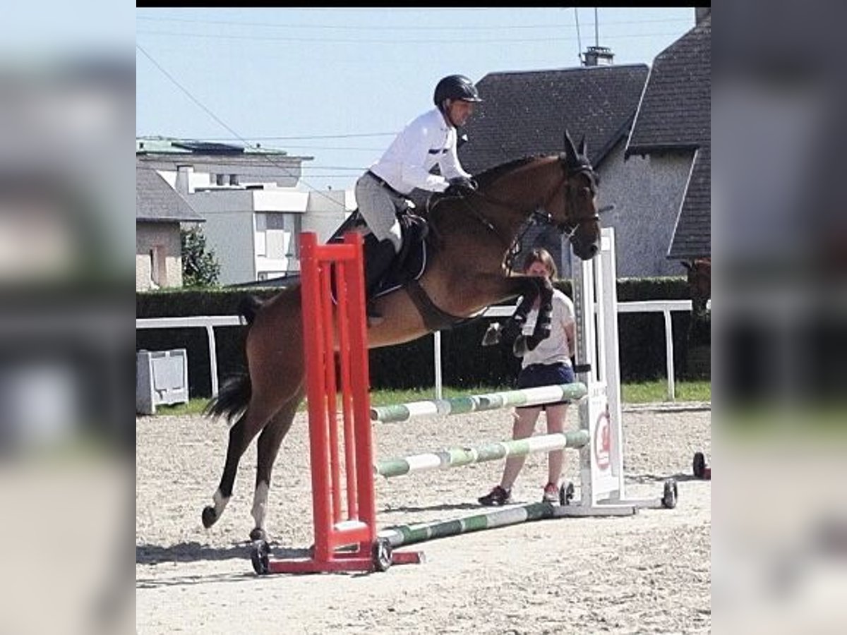 Pony francés de montar a caballo Caballo castrado 4 años 148 cm Castaño in Saint-Lô