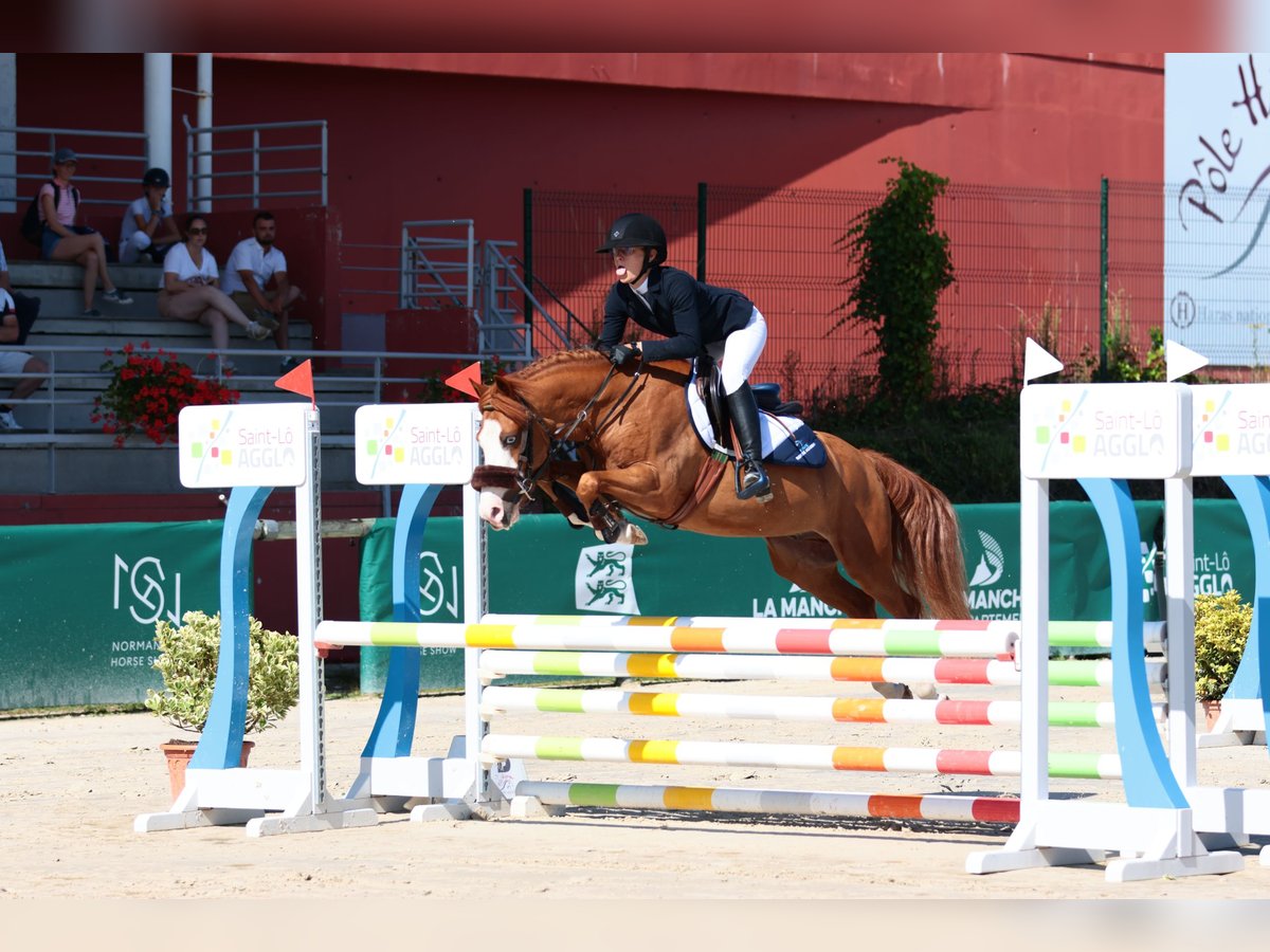 Pony francés de montar a caballo Caballo castrado 5 años 137 cm Alazán in Bénouville