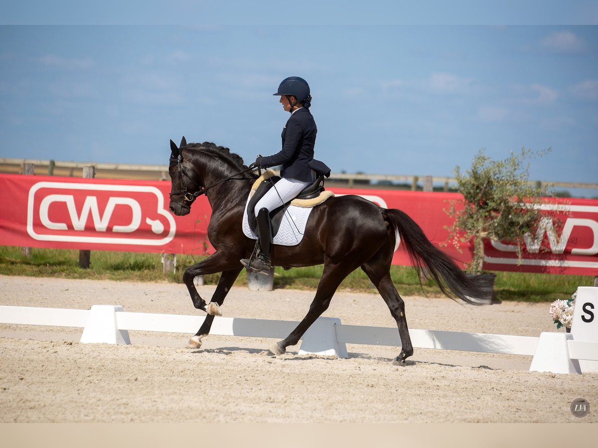 Pony francés de montar a caballo Caballo castrado 5 años 148 cm Negro in M&#xE9;rignies