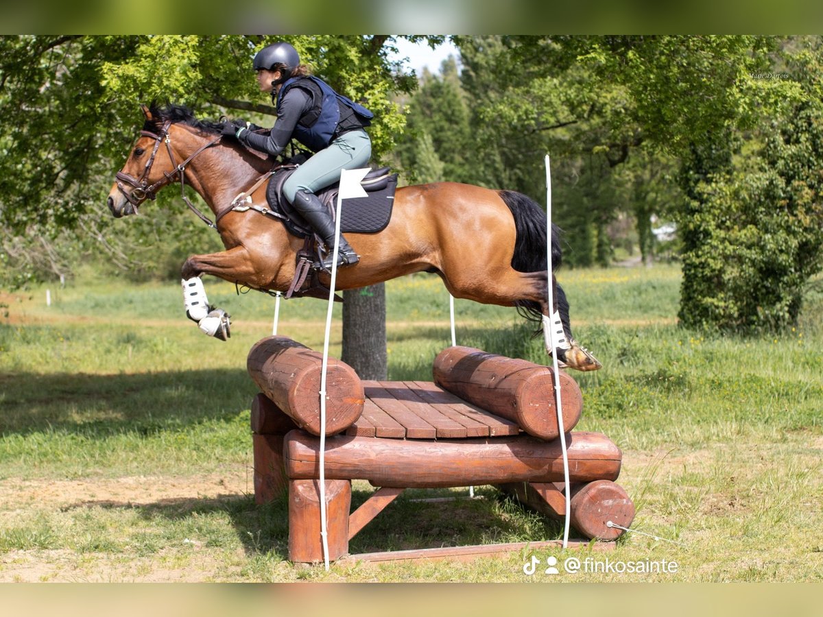 Pony francés de montar a caballo Caballo castrado 9 años 148 cm Castaño in Maisons-Laffitte