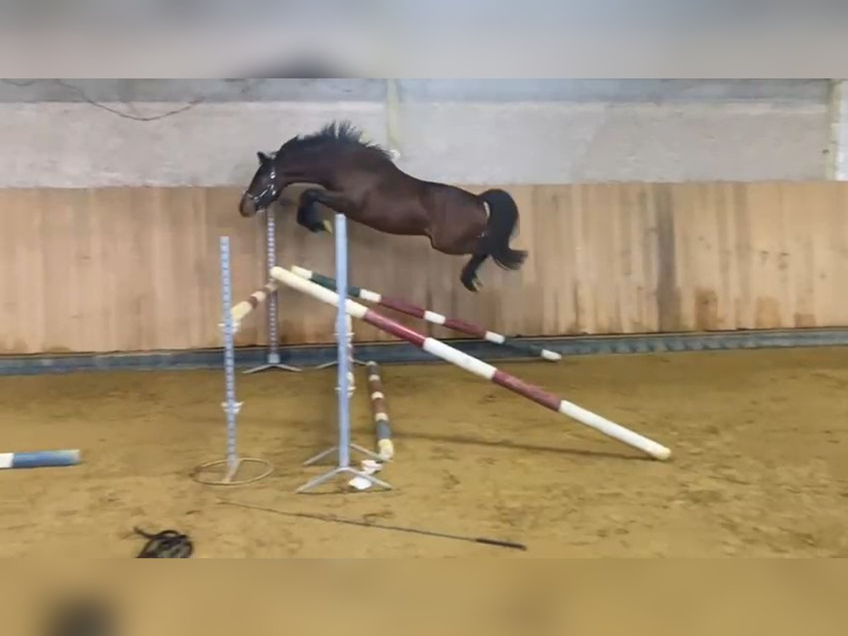 Pony francés de montar a caballo Semental 3 años 142 cm Castaño in MONTVALENT