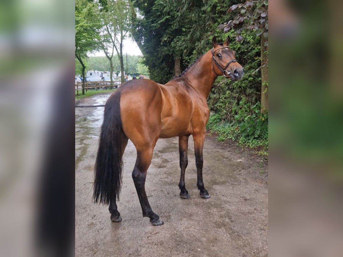 Pony francés de montar a caballo Semental 3 años 144 cm Castaño in Nalinnes